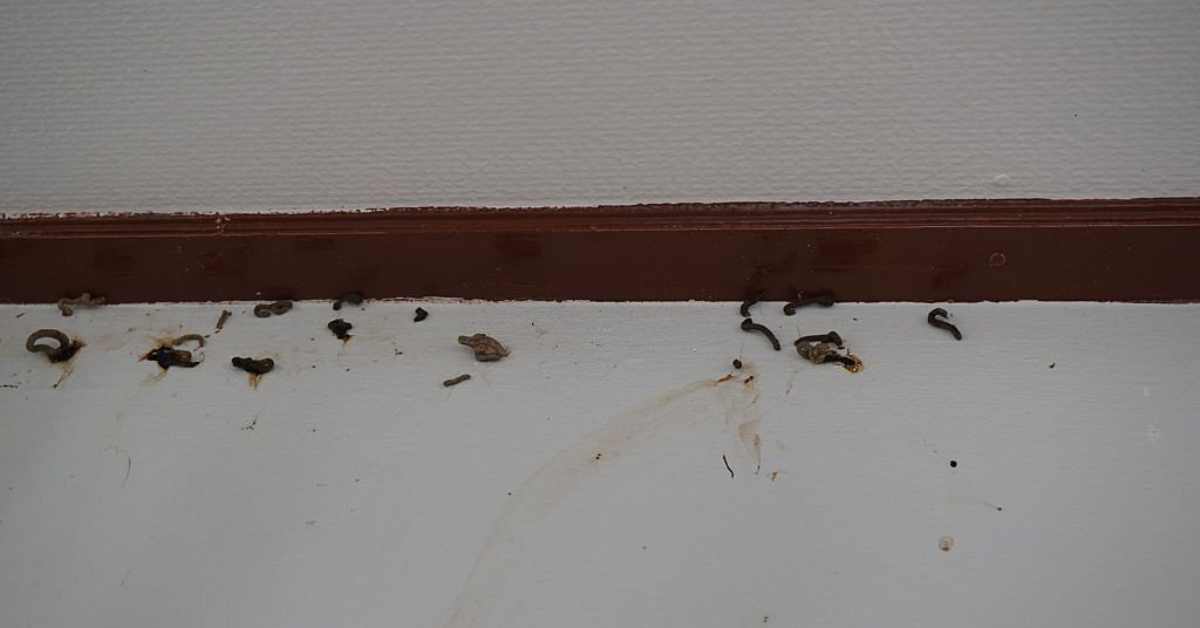 Bed bugs crawling on walls? How to get rid of them TechkSite